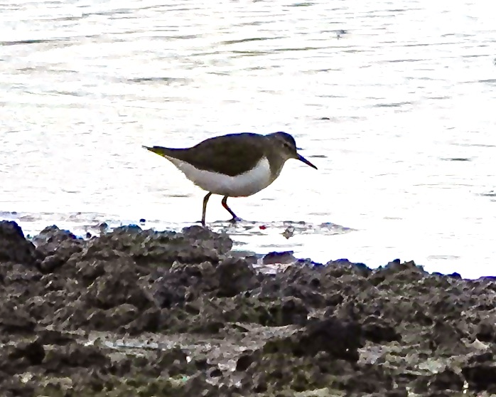 common sandpiper